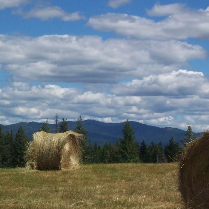 Hay bales are seen on a hilltop at Lael, with mountains and a beautiful summer sky in the background.