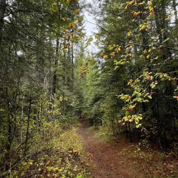 A path runs through the woods at Lael.